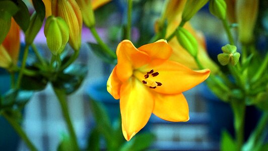 Floral blossom plant