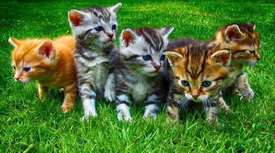 Cute domestic feline