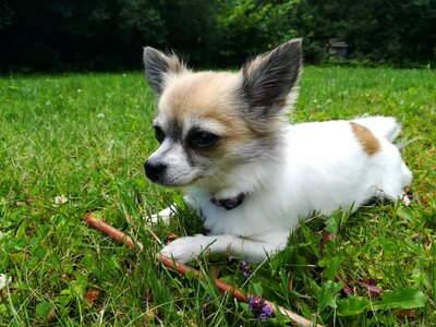 Dog pet chihuahua