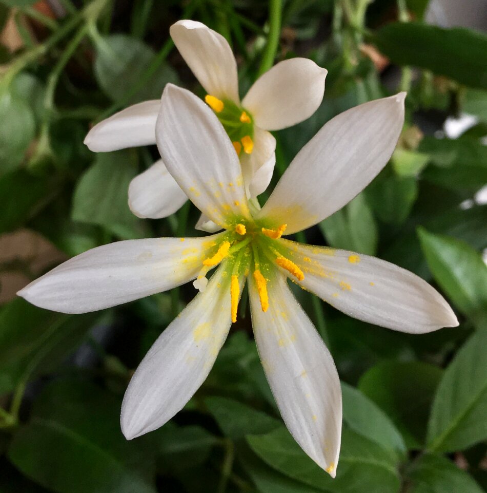 Flower nature white