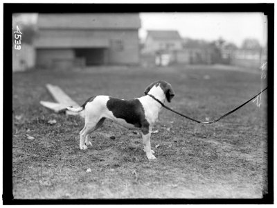 NATIONAL BEAGLE CLUB OF AMERICA. DOGS OWNED BY RAYMOND BELMONT LCCN2016865901