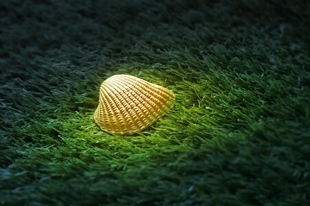 Close-up golden sea