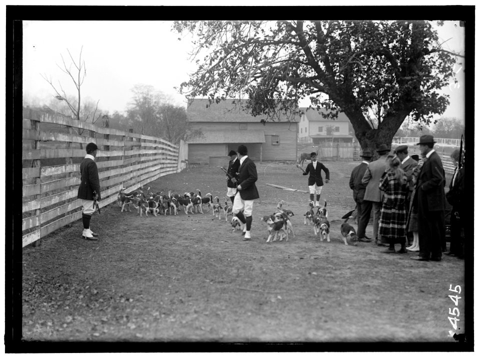 NATIONAL BEAGLE CLUB OF AMERICA. BELLRAY, I.E., BELMONT, AND WHEATLEY PACKS LCCN2016865912
