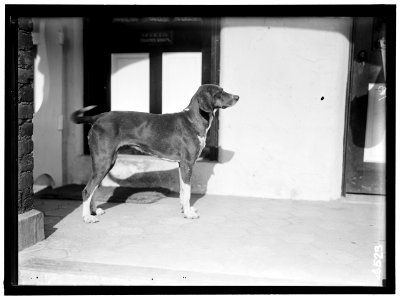 NATIONAL BEAGLE CLUB OF AMERICA. KENNELS AND DOGS OF J.B. THOMAS LCCN2016865891