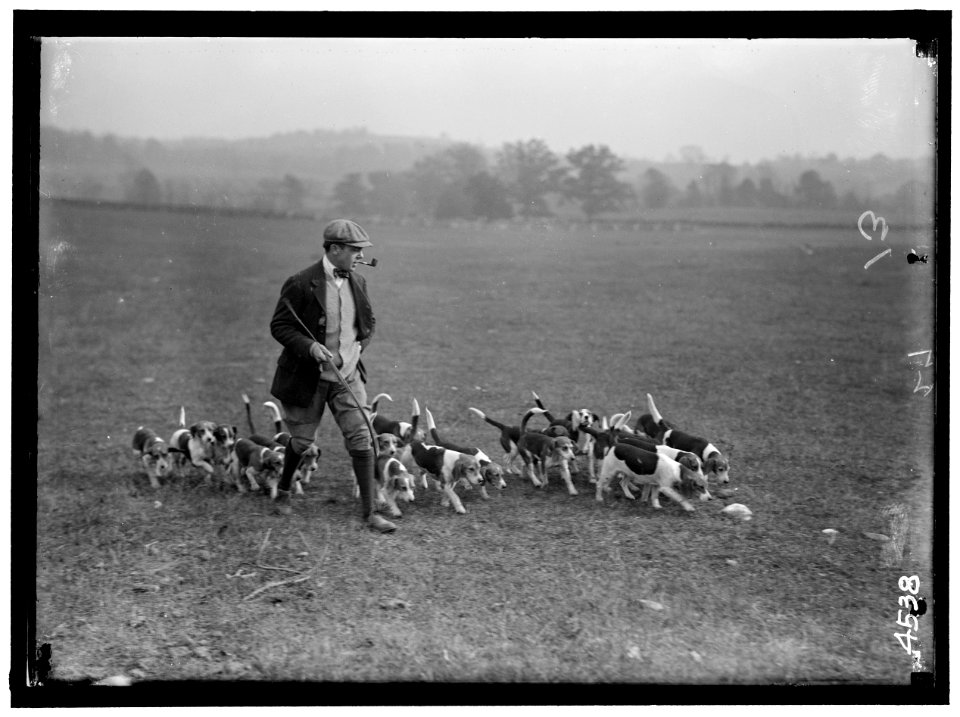 NATIONAL BEAGLE CLUB OF AMERICA. DOGS OWNED BY RAYMOND BELMONT LCCN2016865906