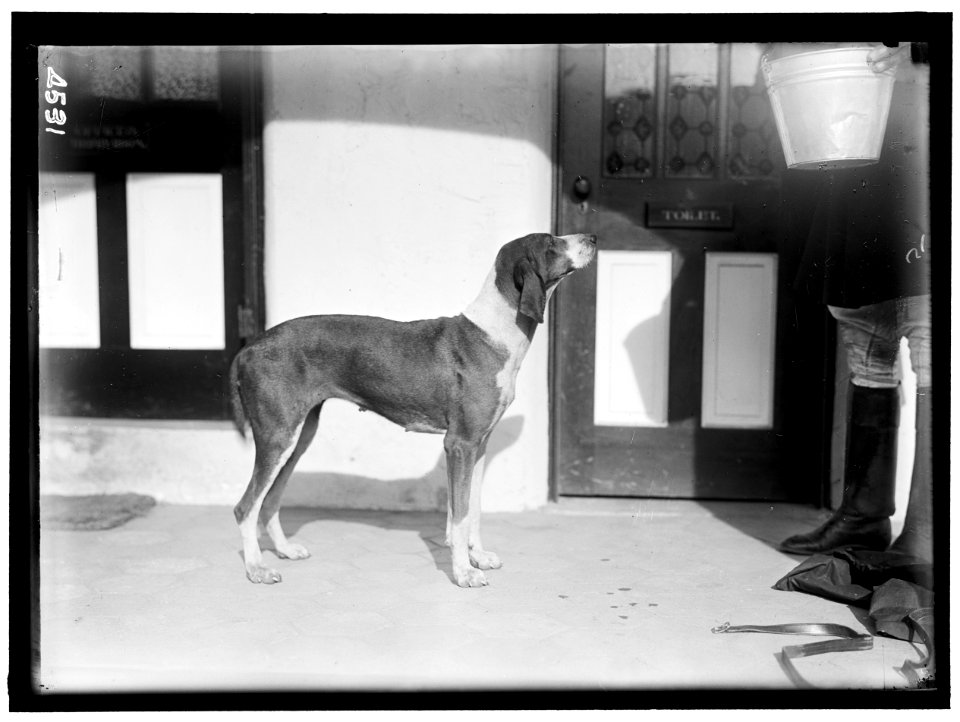 NATIONAL BEAGLE CLUB OF AMERICA. KENNELS AND DOGS OF J.B. THOMAS LCCN2016865899