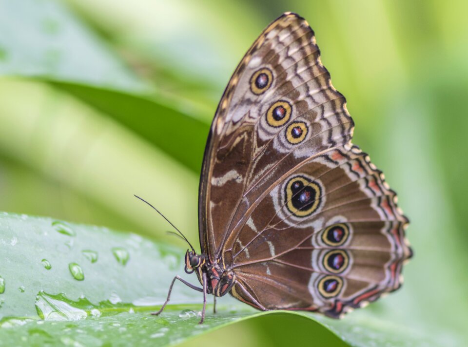 Nature insect wing