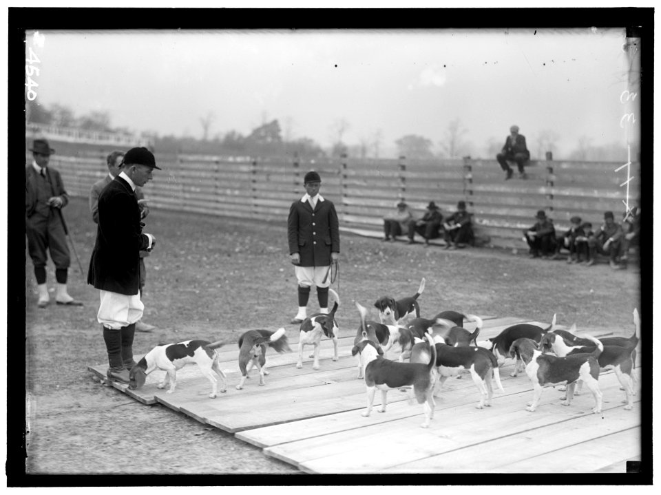 NATIONAL BEAGLE CLUB OF AMERICA. WHEATLEY BEAGLES LCCN2016865908