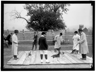 NATIONAL BEAGLE CLUB OF AMERICA. JUDGING DOGS. RAYMOND BELMONT AT EXTREME LEFT AND A.S. BURDEN, EXTREME RIGHT LCCN2016865934