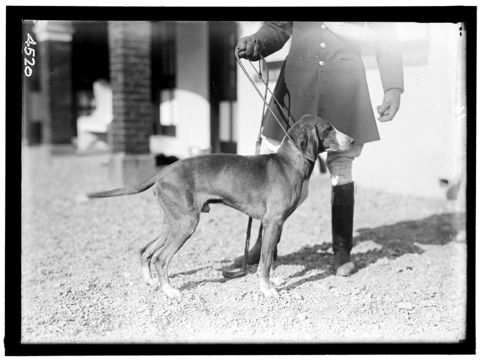 NATIONAL BEAGLE CLUB OF AMERICA. KENNELS AND DOGS OF J.B. THOMAS LCCN2016865888