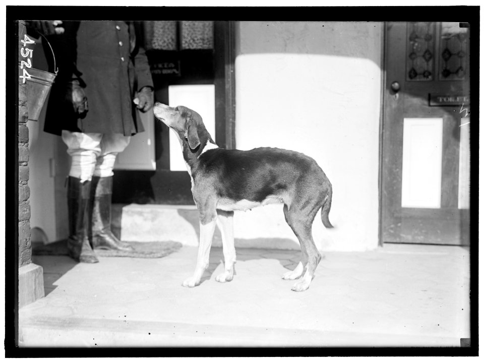 NATIONAL BEAGLE CLUB OF AMERICA. KENNELS AND DOGS OF J.B. THOMAS LCCN2016865892