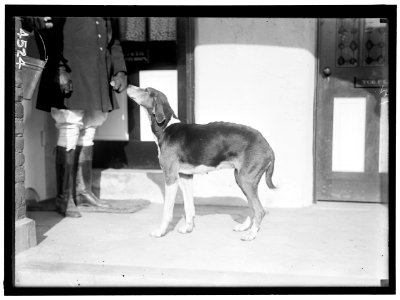 NATIONAL BEAGLE CLUB OF AMERICA. KENNELS AND DOGS OF J.B. THOMAS LCCN2016865892