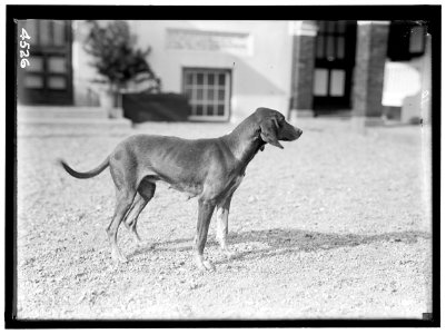 NATIONAL BEAGLE CLUB OF AMERICA. KENNELS AND DOGS OF J.B. THOMAS LCCN2016865894