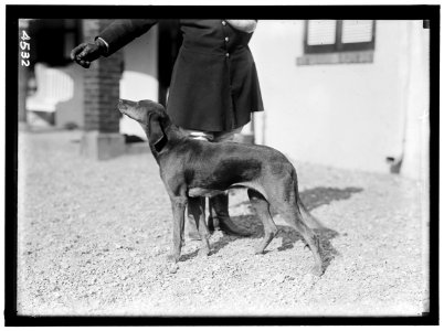 NATIONAL BEAGLE CLUB OF AMERICA. KENNELS AND DOGS OF J.B. THOMAS LCCN2016865900