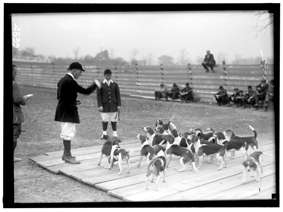 NATIONAL BEAGLE CLUB OF AMERICA. WHEATLEY BEAGLES LCCN2016865907