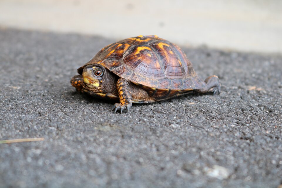 Animal slow tortoise
