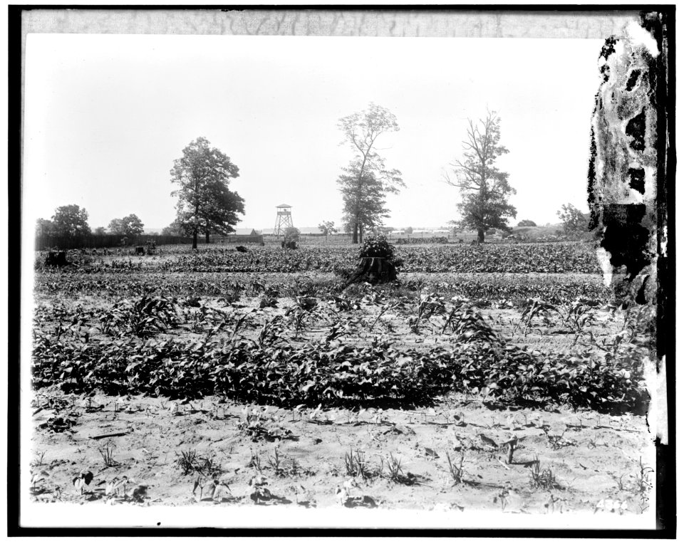 National Emergency Food Garden LOC hec.13836