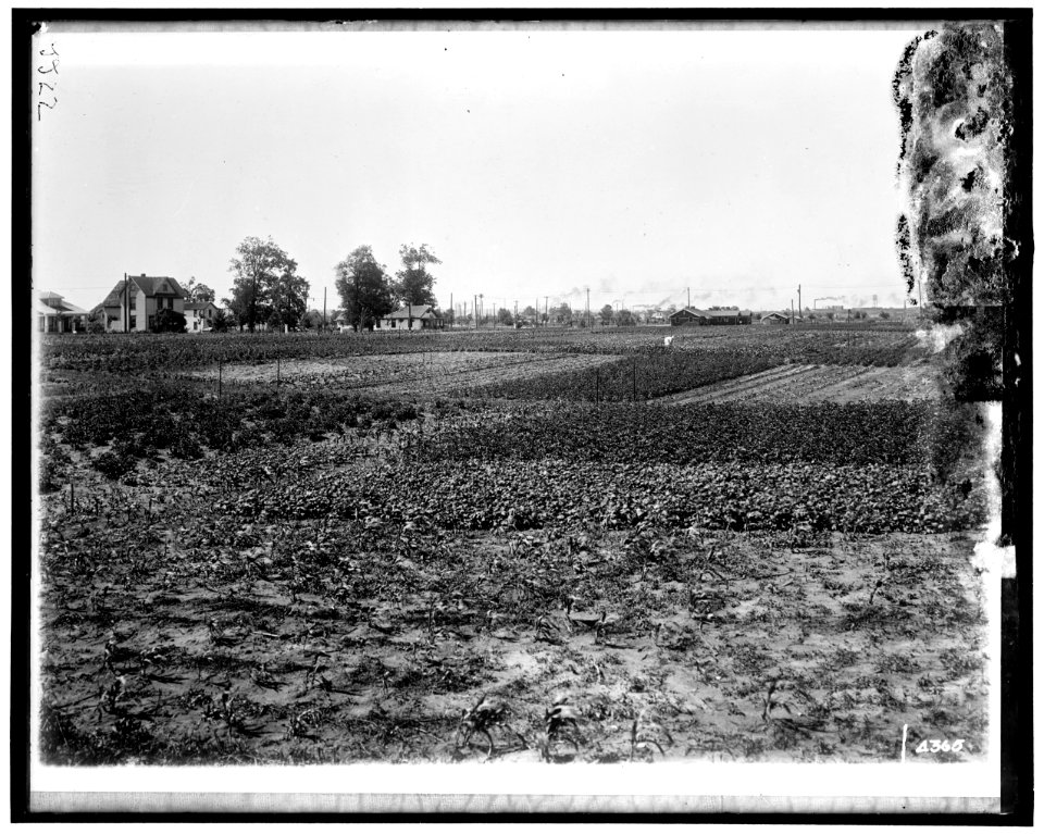 National Emergency Food Garden LOC hec.13839