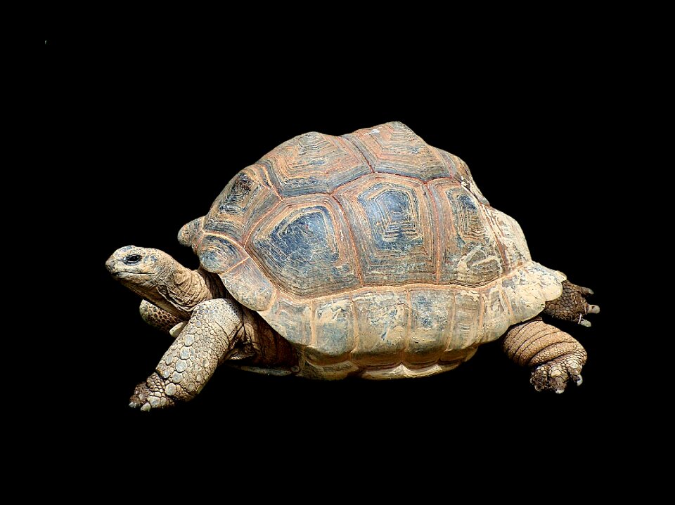 Giant tortoise panzer old