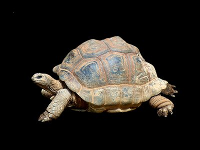 Giant tortoise panzer old