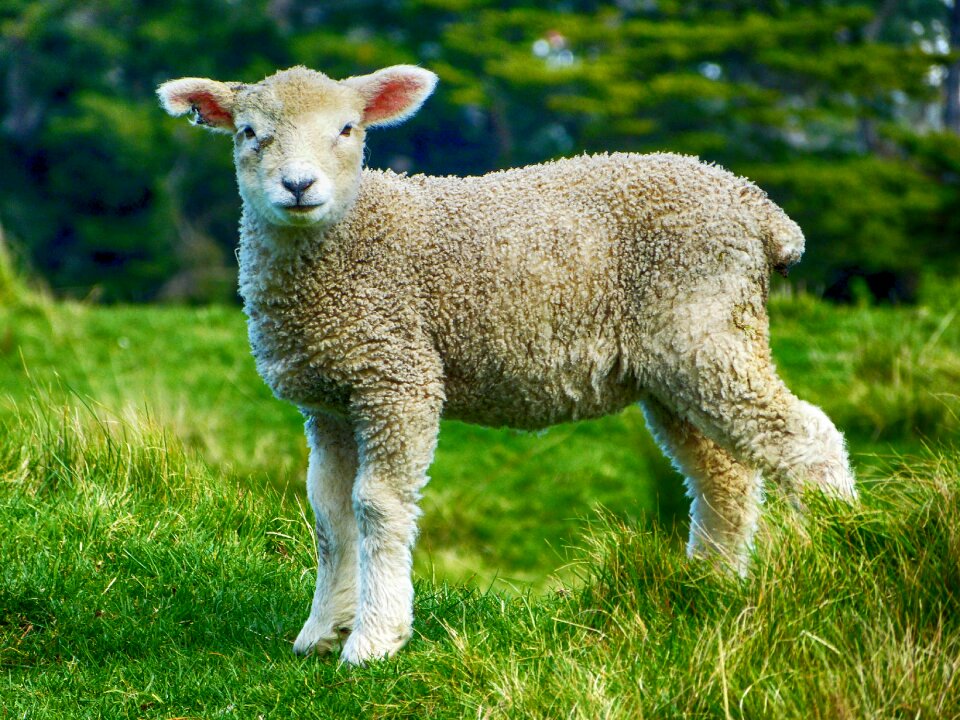 Domestic sheep mammal