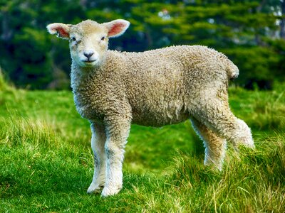 Domestic sheep mammal
