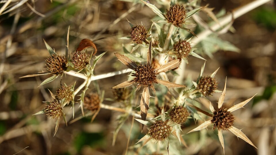 Nature thistle wild country road