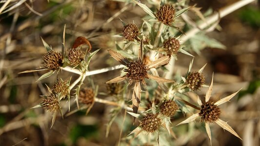 Nature thistle wild country road photo