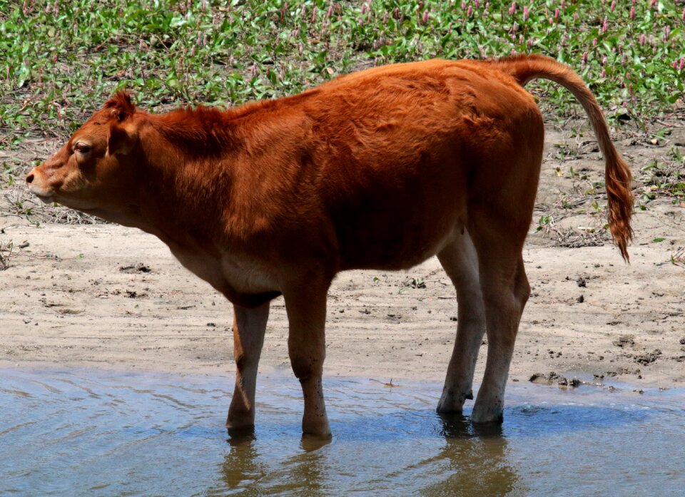 River wading animal