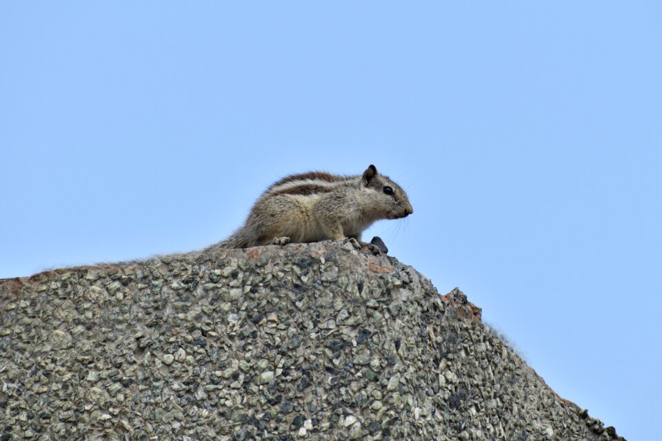 Animal rodent staring