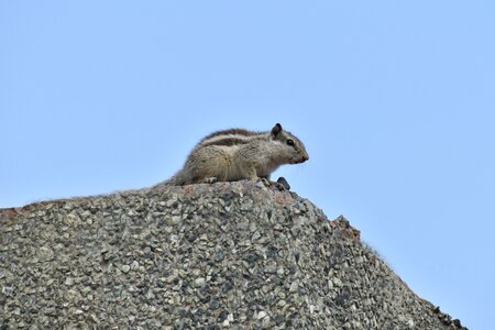 Animal rodent staring