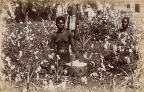 Natal cotton field RMG E9143