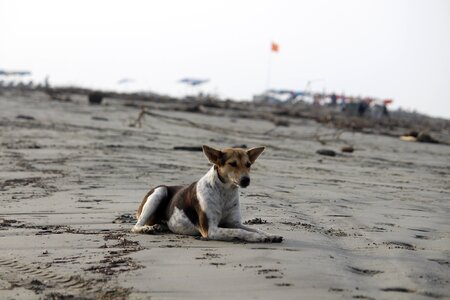 Sea sand dog photo