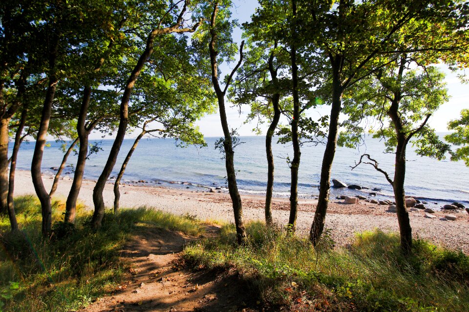 Tree wood summer