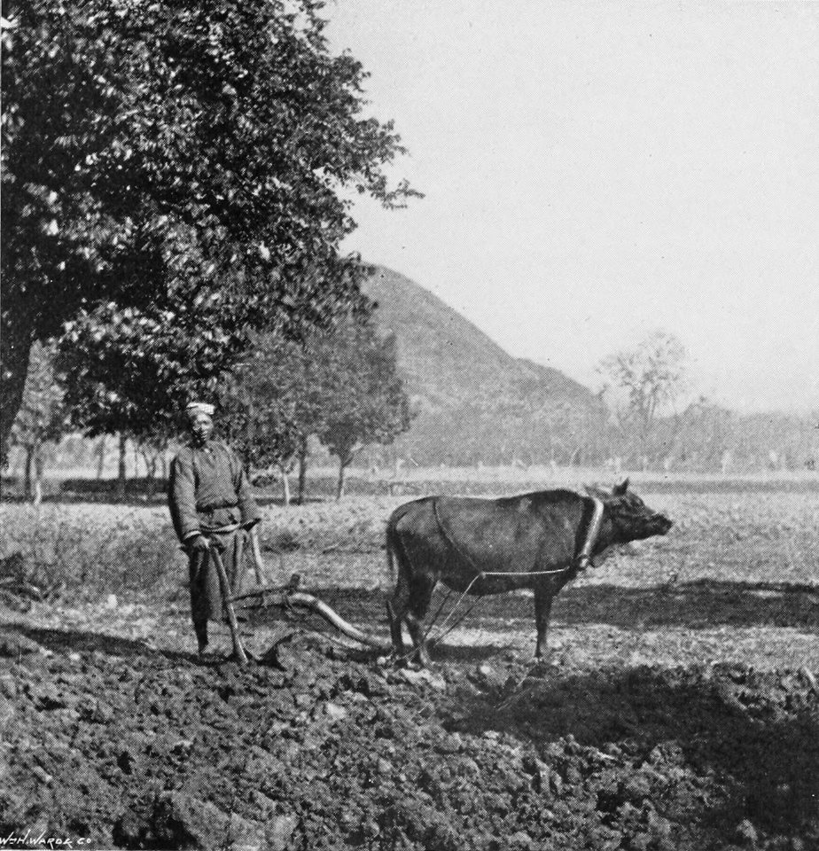 NATIVE PLOUGH