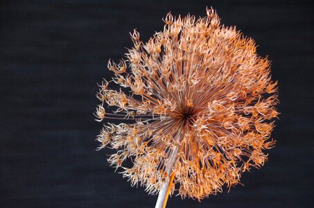 Dried flower closeup nature