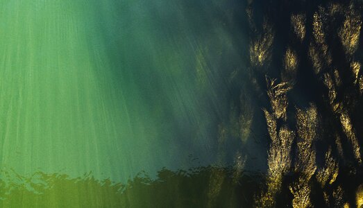Seaweed water grass danube