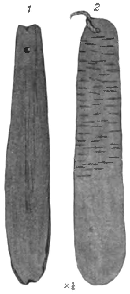 Native tribes of South-East Australia Fig 29 - Bull-roarers