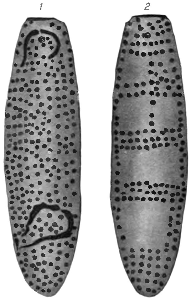 Native tribes of South-East Australia Fig 40 - Narrang-ga bull-roarer