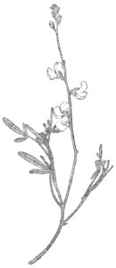 Native tribes of South-East Australia Fig 58 - Duntyi