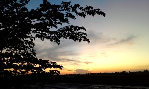 Silhouettes green view rice photo