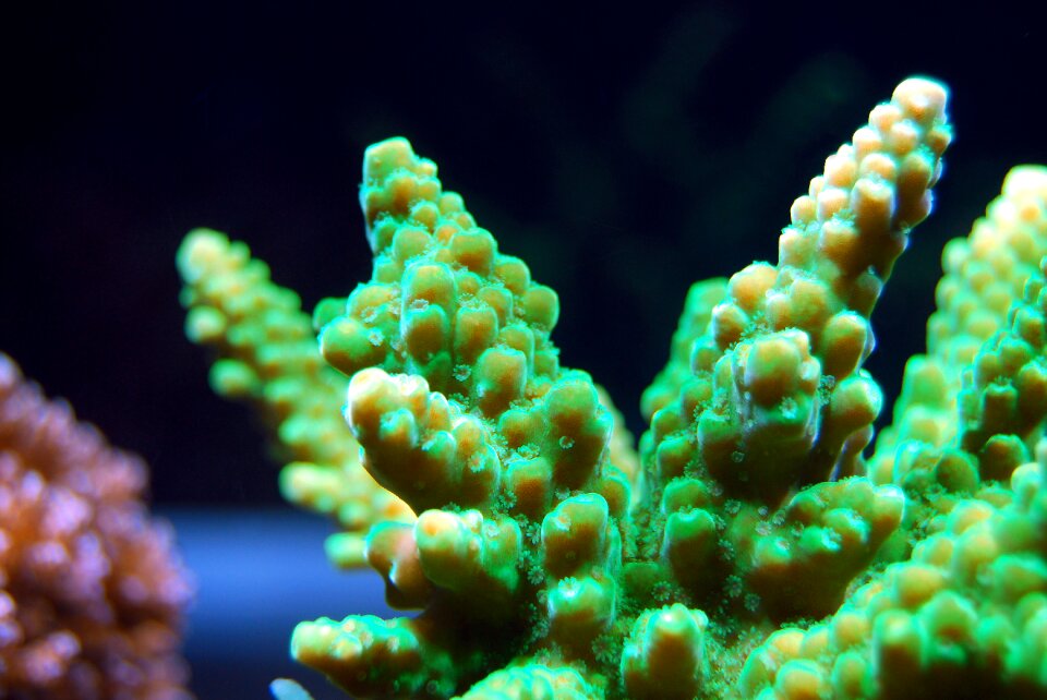 Underwater marine ocean