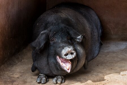 Pig animal black photo