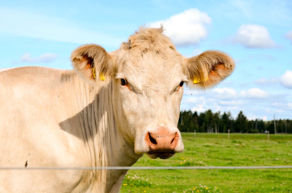 Pasture livestock animal