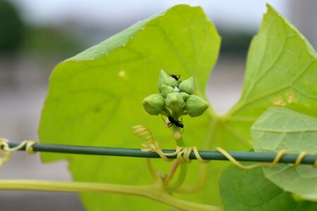 Ants green buds climber