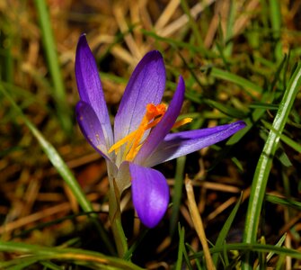 Crocus early spring early bloomer photo