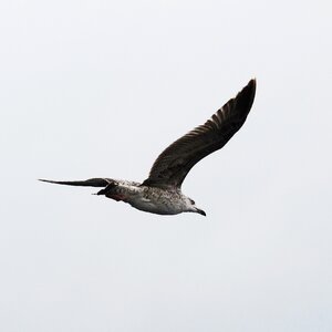 Laridae seevogel baltic sea photo