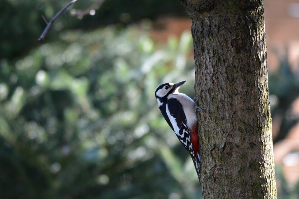 Feather animal world woodpecker