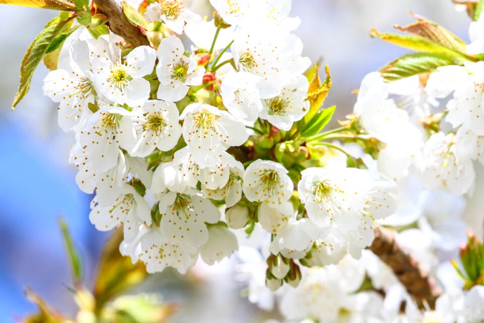 Season cherry blossom spring
