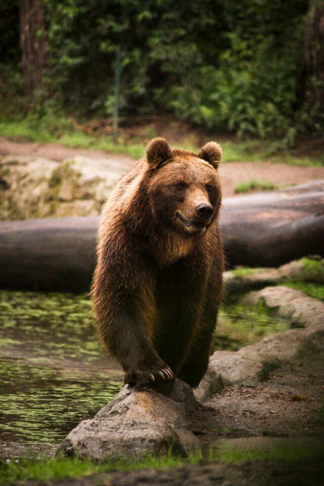 Animal wild predator
